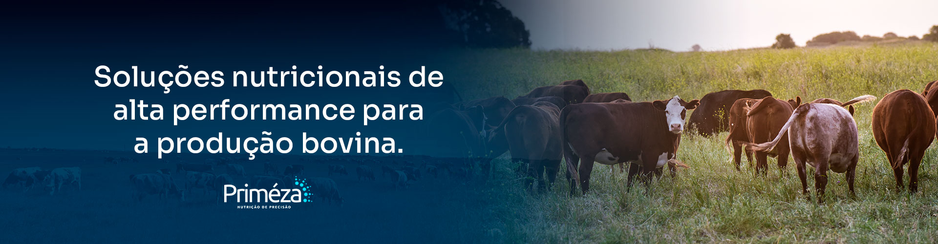Banner_1920x500px_Site_Primeza